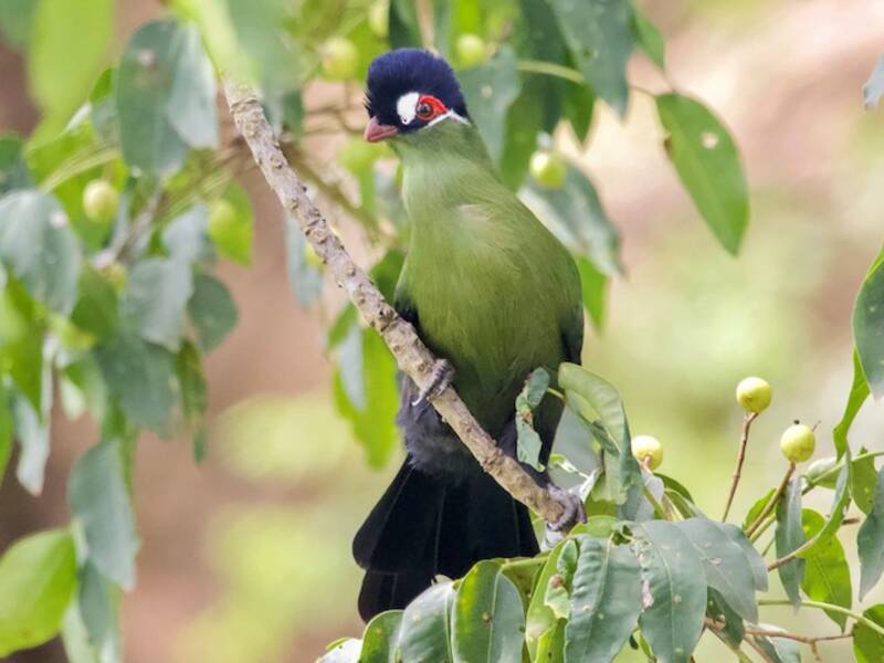 Turaco de Hartlaub, Fotos 4