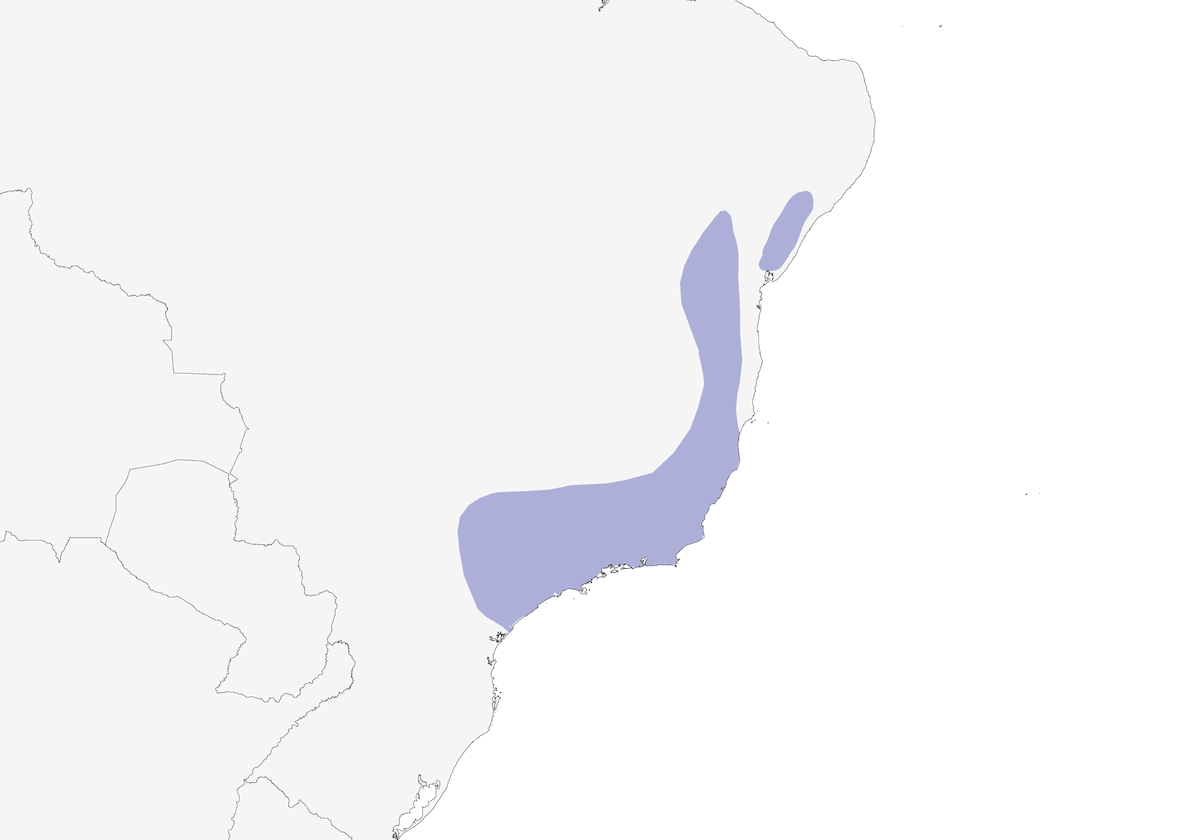 Tiranuelo columpio, Distribución 1