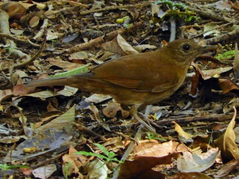 Grive de Hauxwell - Turdus hauxwelli