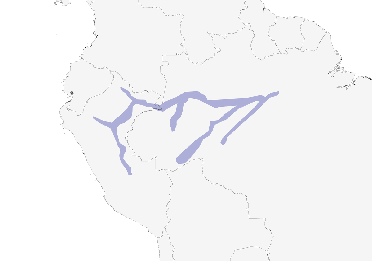 Tordo di Várzea, Distribuzione 1