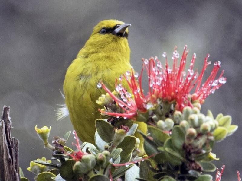 Amakihi delle Hawaii, Foto 3