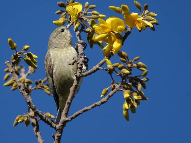 Amakihi delle Hawaii