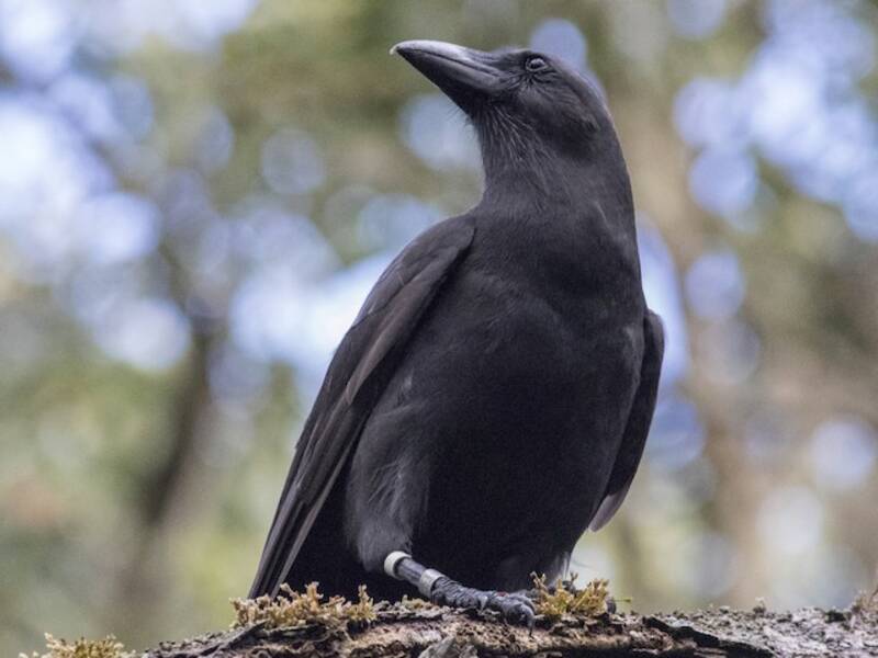 Corbeau d'Hawaï