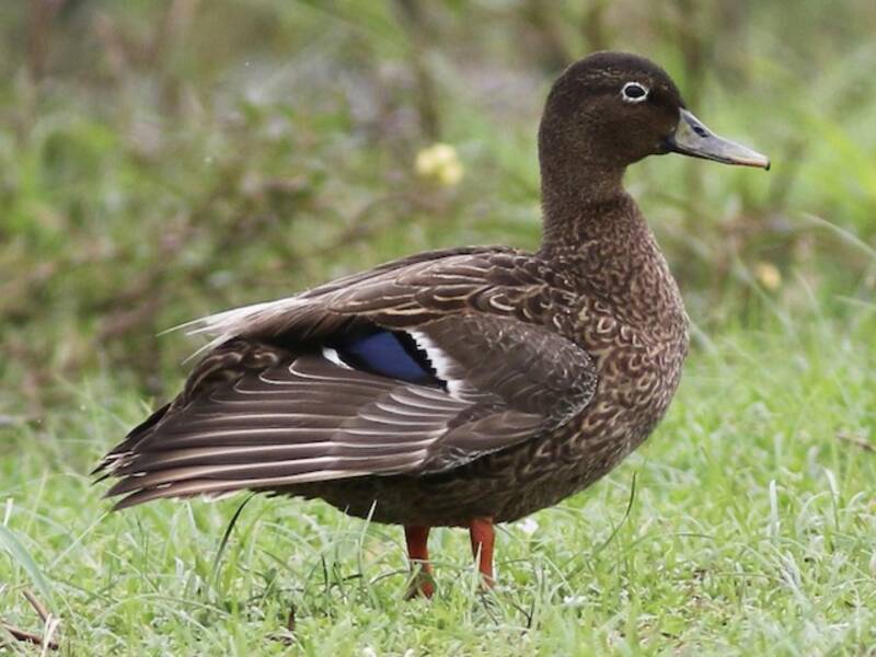 Canard des Hawaï, Photos 4