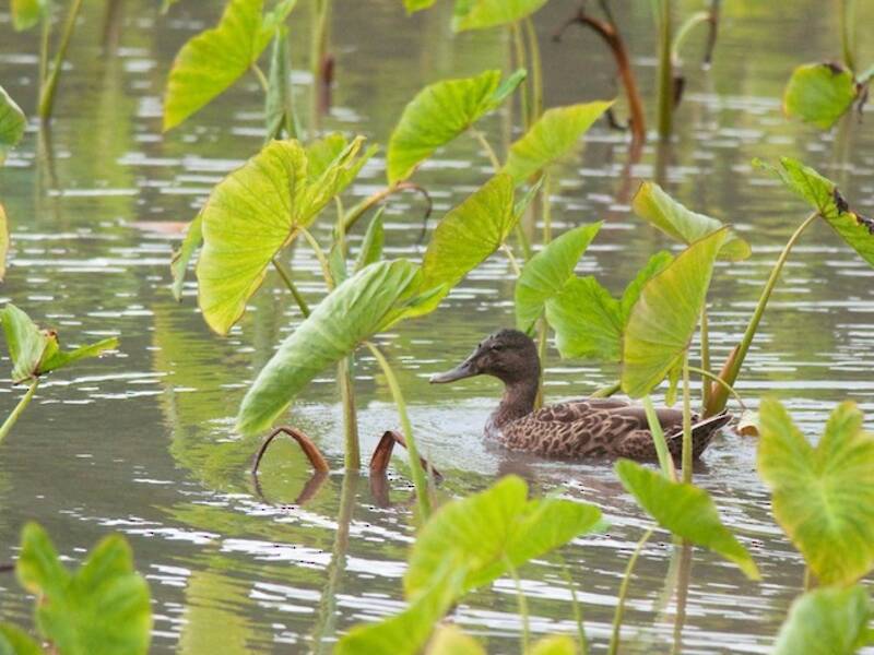 Canard des Hawaï, Photos 2