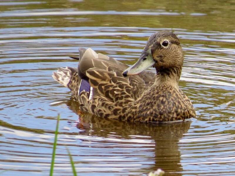Canard des Hawaï, Photos 3