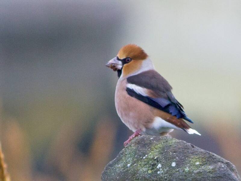Hawfinch (Coccothraustes coccothraustes)
