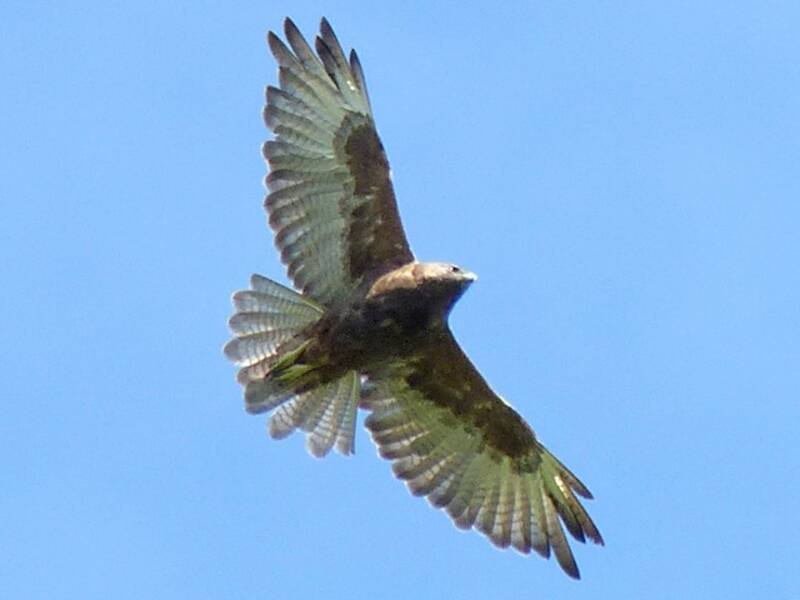 Hawaii-Bussard, Fotos 4