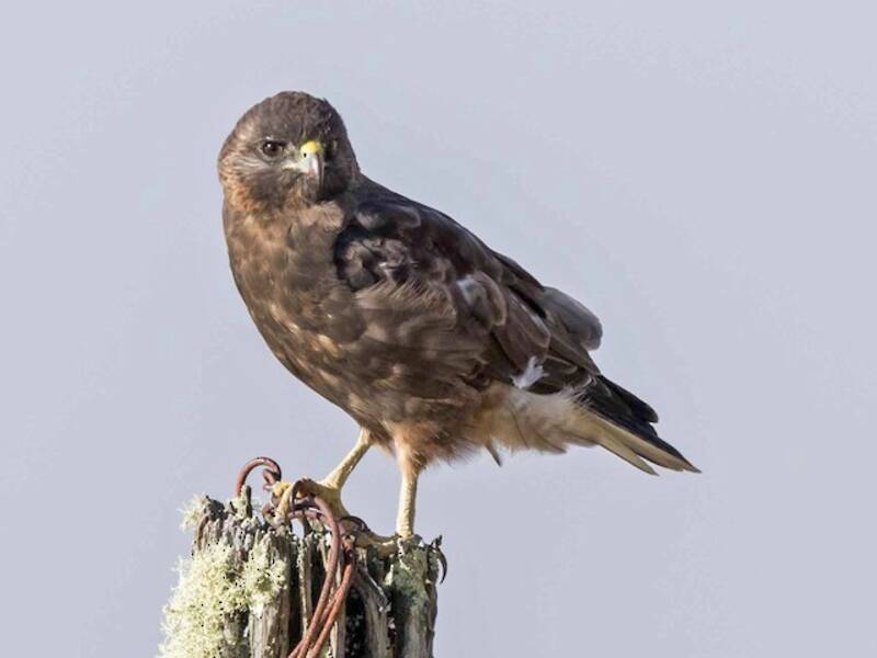 Hawaii-Bussard, Fotos 2