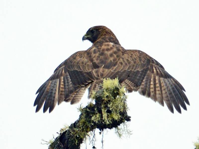 Hawaii-Bussard, Fotos 3