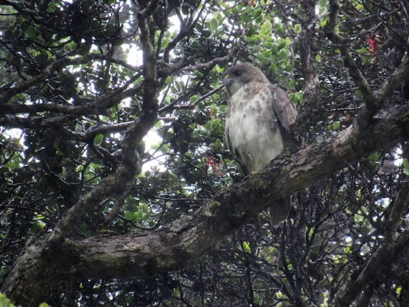 Hawaii-Bussard