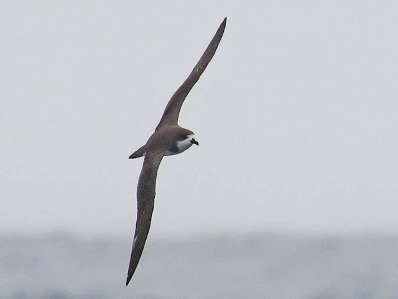 Hawaiisturmvogel, Fotos 3