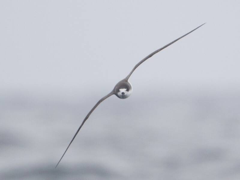 Hawaiisturmvogel, Fotos 2