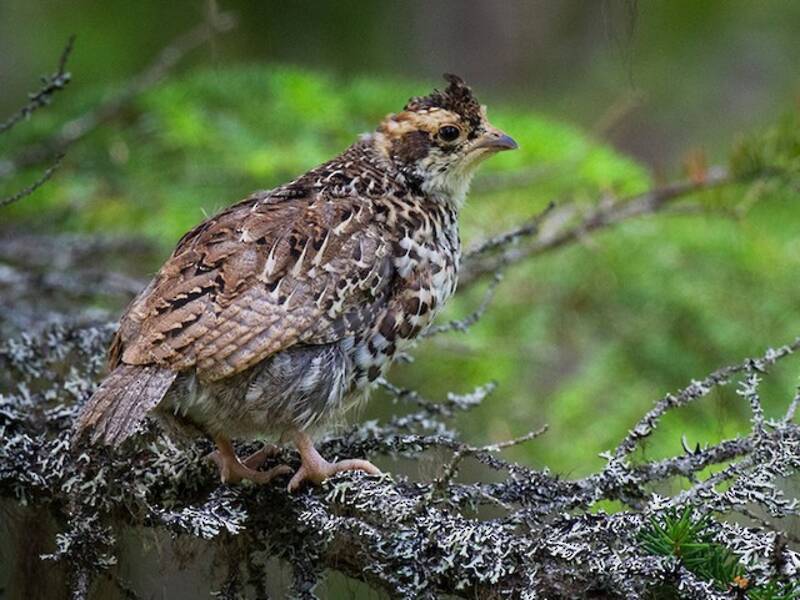 Hazel Grouse