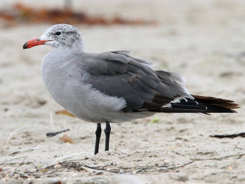 Heermann's Gull, Photos 3