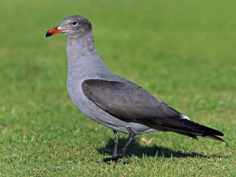 Heermann's Gull