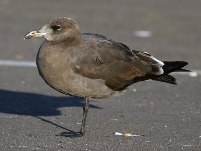 Heermann's Gull, Photos 2