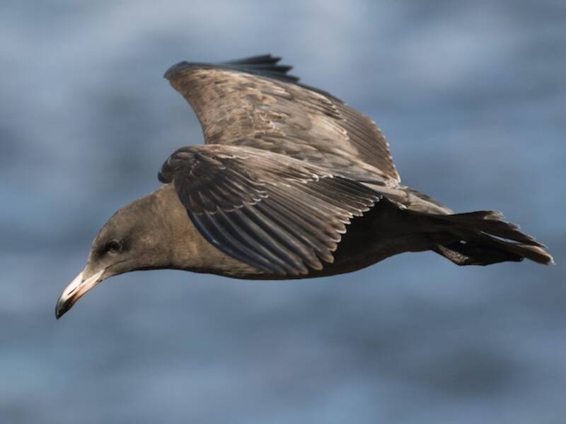 Heermann's Gull, Photos 4