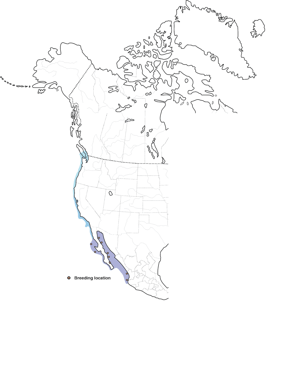 Heermann's Gull, Distribution 1