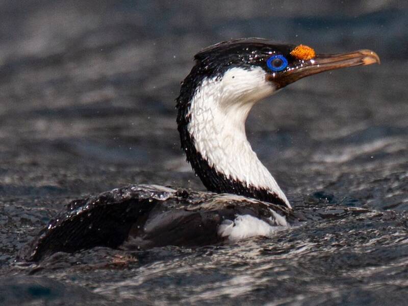 Cormorano dell'isola Heard, Foto 3