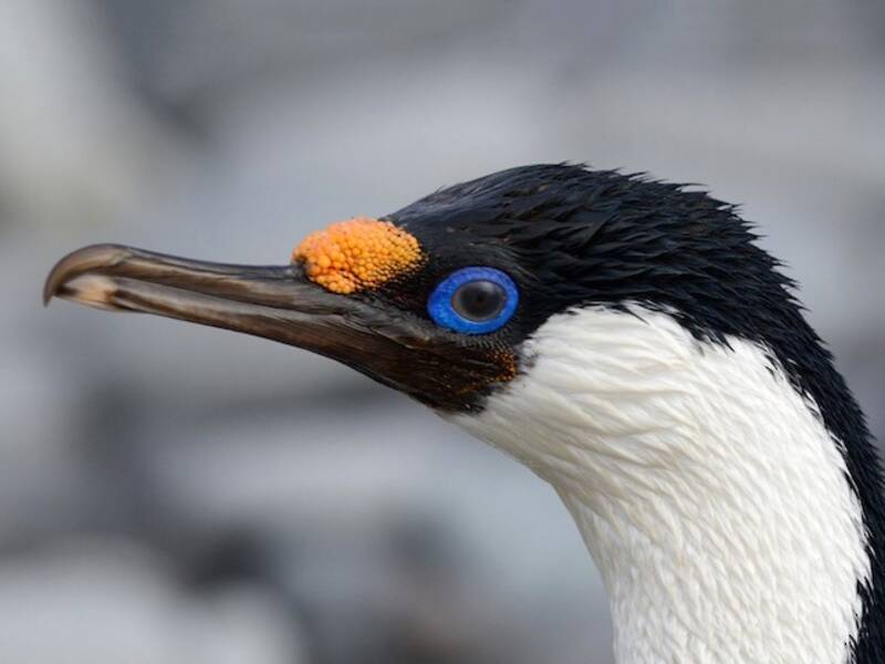 Cormorano dell'isola Heard, Foto 2