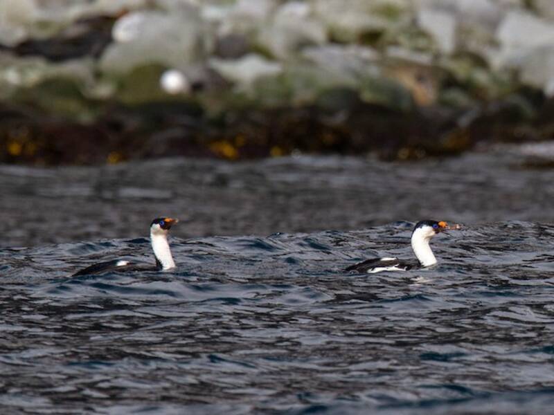 Cormorano dell'isola Heard, Foto 4