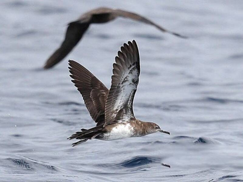 Heinroth's Shearwater, Photos 2