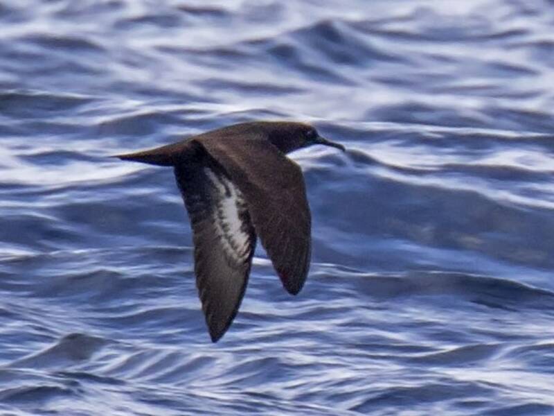 Heinroth's Shearwater, Photos 3