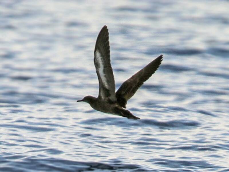 Heinroth's Shearwater, Photos 4