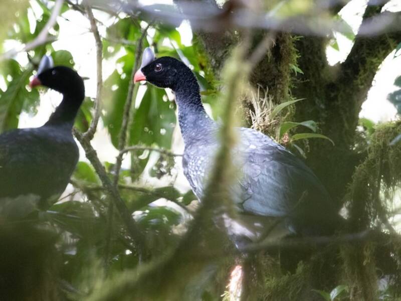 Helmeted Curassow, Photos 3
