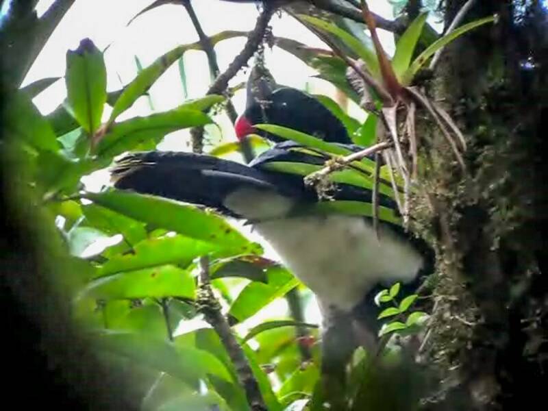 Helmeted Curassow, Photos 2