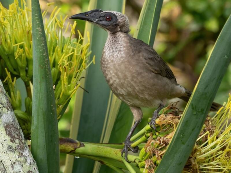 Pájaro Fraile Casco