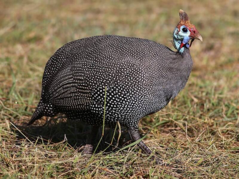 Helmperlhuhn, Fotos 3