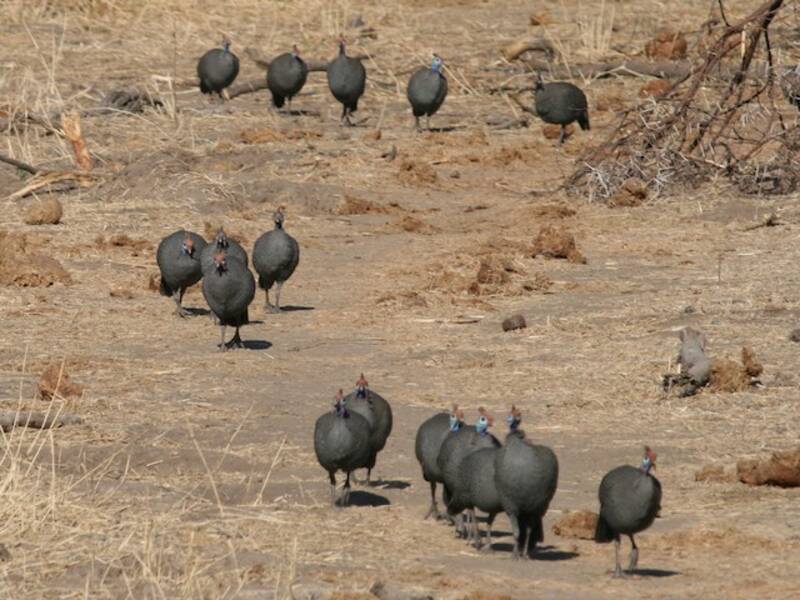Helmeted Guineafowl (Numida meleagris)