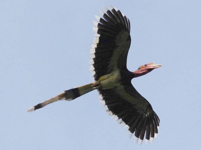 Helmeted Hornbill