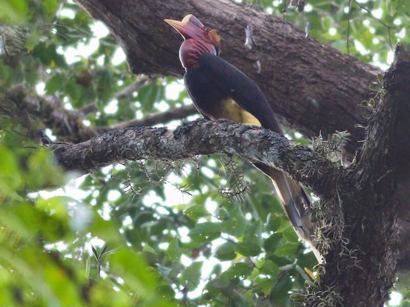 Schildhornvogel, Fotos 2