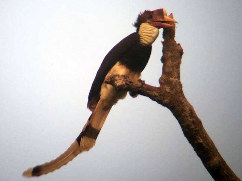 Schildhornvogel, Fotos 3