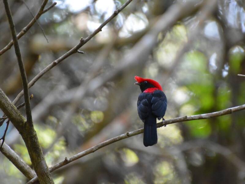 Helmmanakin, Fotos 4