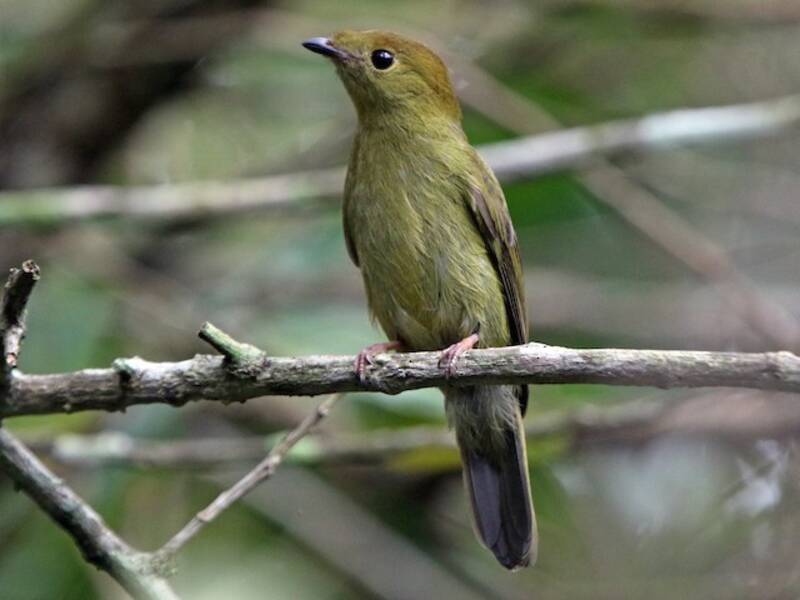 Helmmanakin