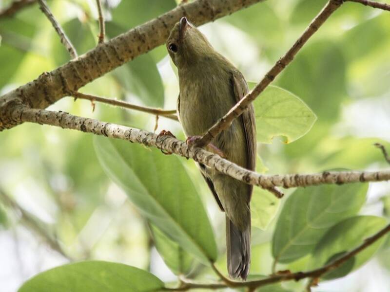Helmmanakin, Fotos 3