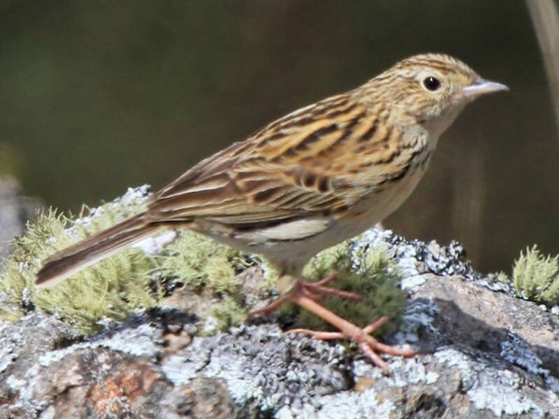 Hellmayr's Pipit, Photos 3