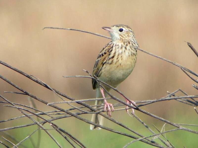 Hellmayr's Pipit, Photos 2