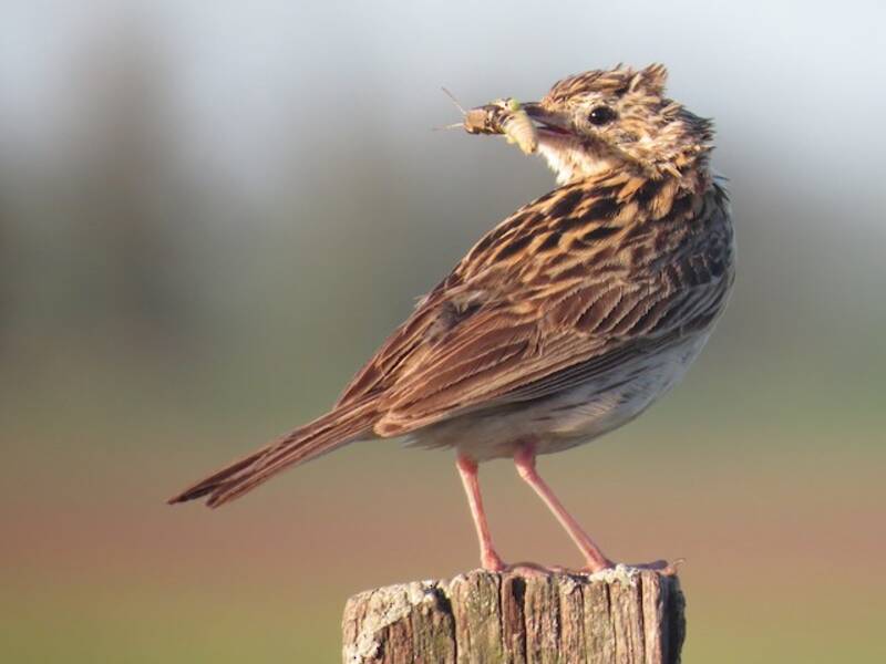 Hellmayr's Pipit, Photos 4