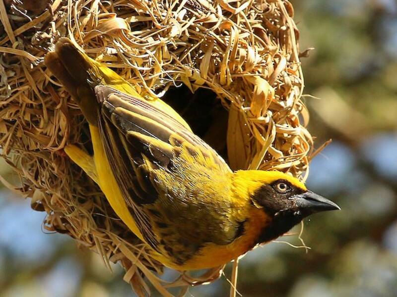 Heuglin's Masked-Weaver