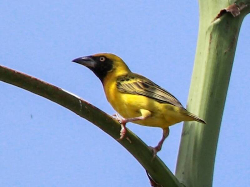 Heuglin's Masked-Weaver, Photos 3