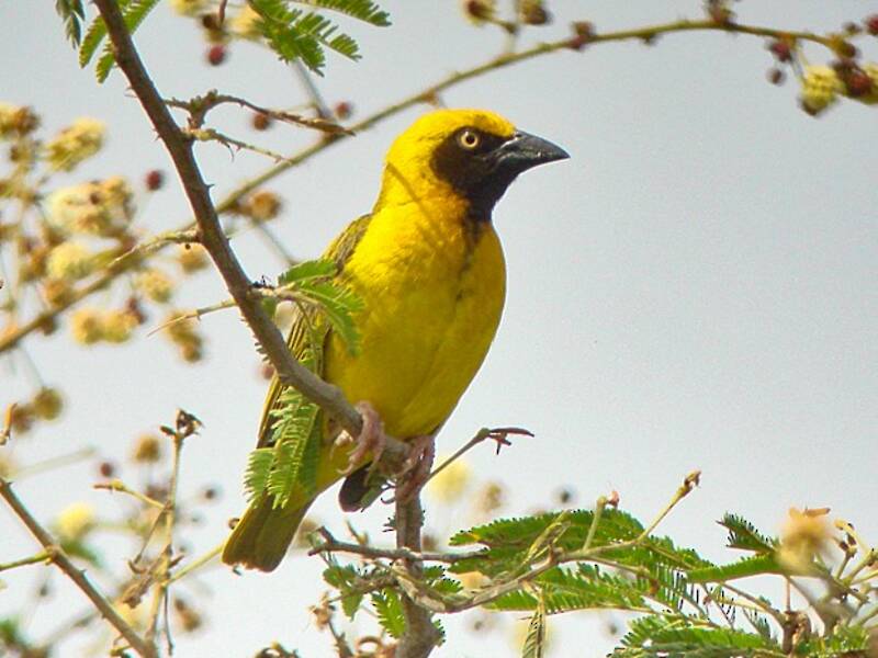 Heuglin's Masked-Weaver, Photos 4
