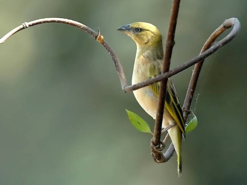 Heuglin's Masked-Weaver, Photos 2
