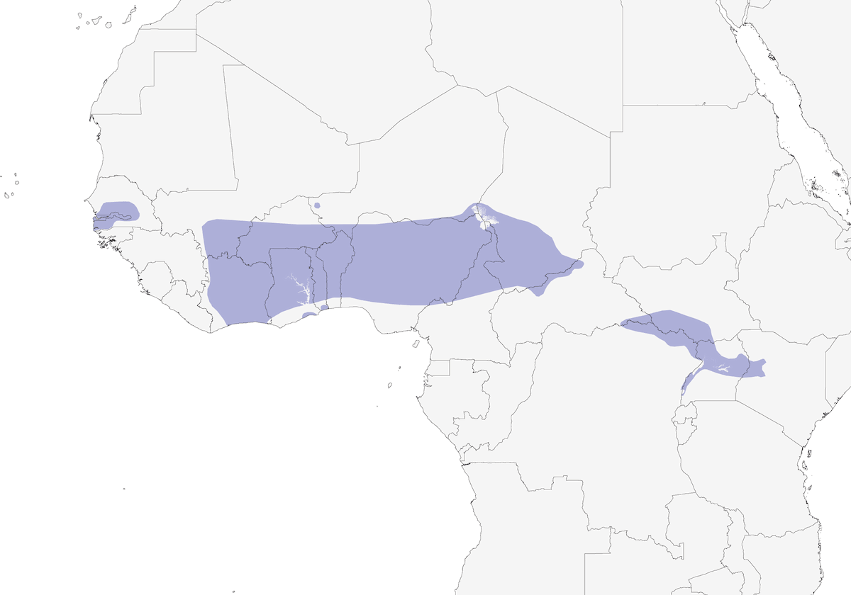 Heuglin's Masked-Weaver, Distribution 1