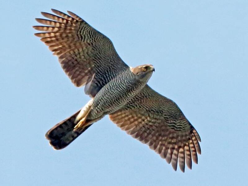 Henst's Goshawk (Astur henstii)