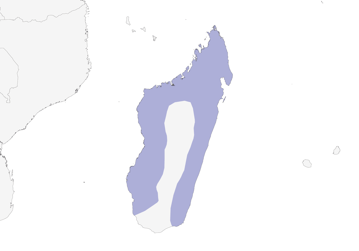 Azor de Henst, Distribución 1
